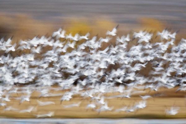 New Mexico Blur of snow geese taking flight